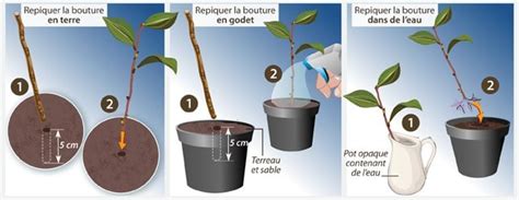 Illustration d'une bouture d'Impatiens en train de prendre racine