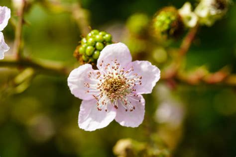 Illustration d'un framboisier en fleur avec des abeilles butinant