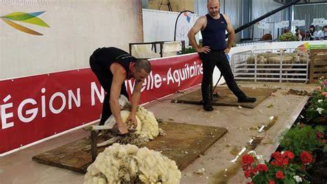 Compétiteurs au Championnat du Monde de Tonte de Moutons