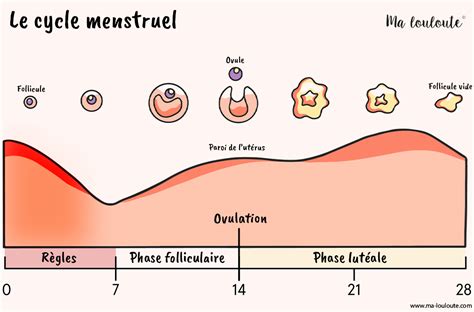 Infographie illustrant les phases du cycle menstruel et les bienfaits des feuilles de framboisier