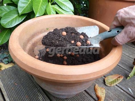 Plante de géranium en pot avec terreau et billes d'argile