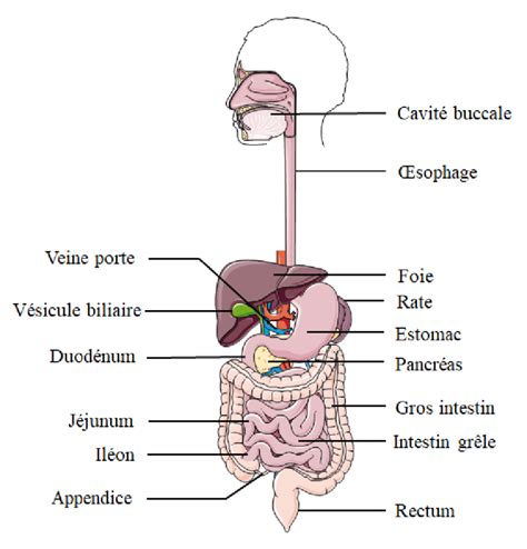 Schéma simplifié du processus digestif transformant l'acide asparagusique en composés soufrés volatils