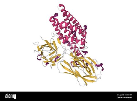 Structure de la protéine insecticide produite par Bacillus thuringiensis