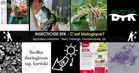 Schéma d'application du BTK sur des plantes infestées par des chenilles