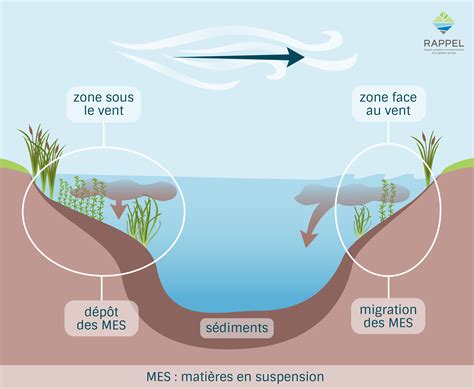 Distribution des gènes Cry1Ab dans les sédiments et l'eau