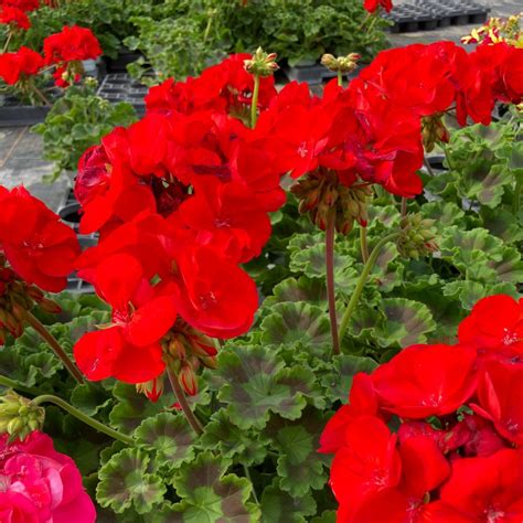 Géraniums lierres rouges et roses en cascade sur une jardinière