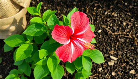 Emplacement ensoleillé et protégé pour l'hibiscus