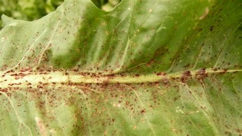 Symptômes de la rouille sur les feuilles d'hibiscus