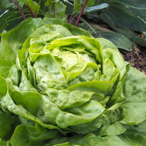 Gros plan sur une laitue pommée prête à être récoltée dans un jardin potager