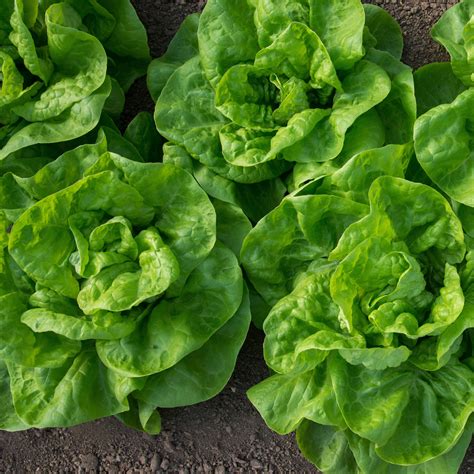 Schéma illustrant l'espacement idéal entre les plants de laitue pour une croissance optimale