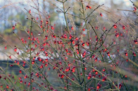 Photographie macro des excroissances liégeuses sur les rameaux d'un Euonymus alatus en hiver.