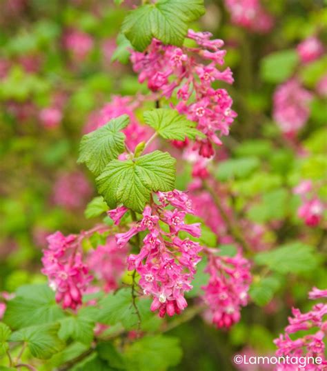 Gros plan d'une grappe de fleurs rose vif d'un Ribes sanguineum.