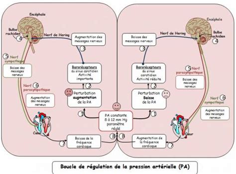 Régulation de la pression artérielle par le bulbe rachidien