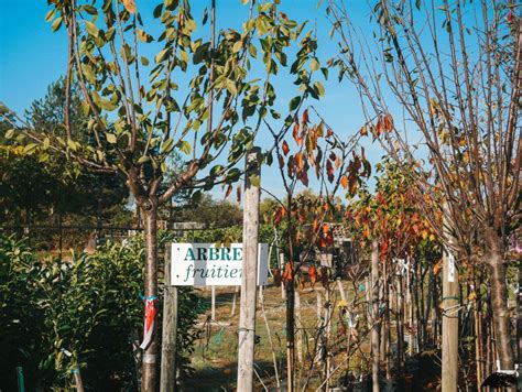 Variété d'arbres fruitiers disponibles en pépinière