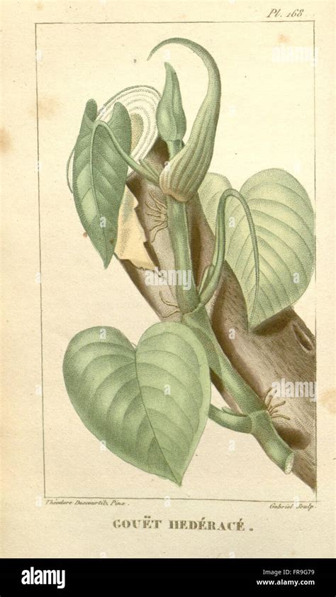 Anciennes gravures d'hibiscus utilisées à des fins médicinales