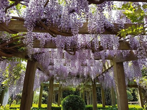 Photo d'une pergola en bois supportant des glycines et des jasmins