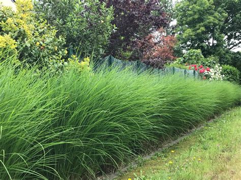 Miscanthus dans un jardin servant de haie