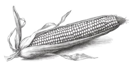 Jeune plant de maïs noir pop-corn issu d'une pastille de coco