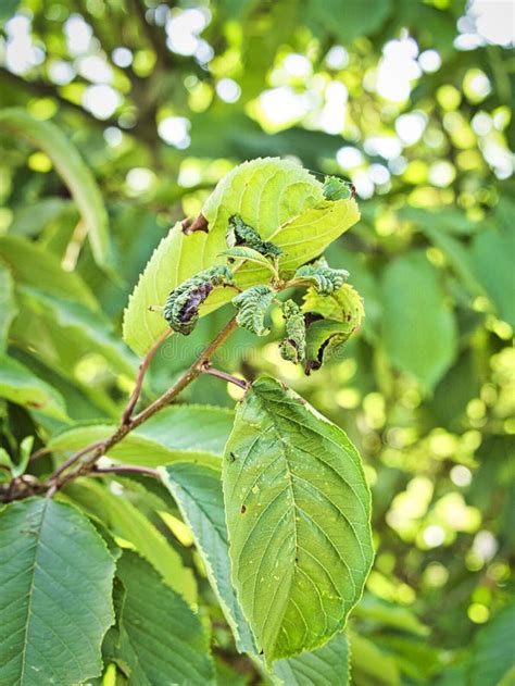 Arbre fruitier avec des feuilles endommagées