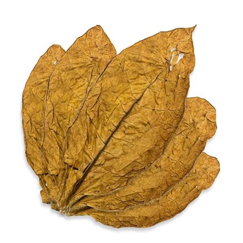 Feuille de tabac BEL W3 montrant des nécroses dues à l'ozone