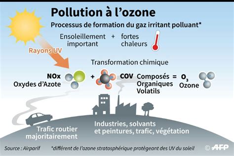 Schéma des effets de l'ozone sur la végétation, de la cellule à l'écosystème