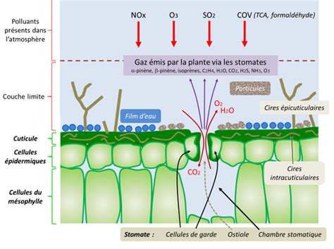 Représentation schématique de l'environnement des surfaces foliaires et de la pénétration des polluants