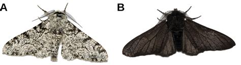 Phalène du bouleau sous ses formes typica et carbonaria