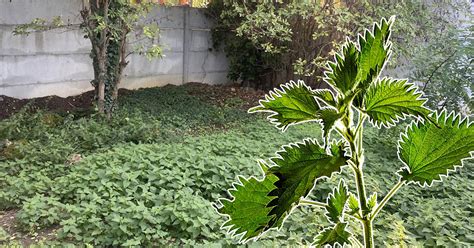 Ortie dans un jardin potager