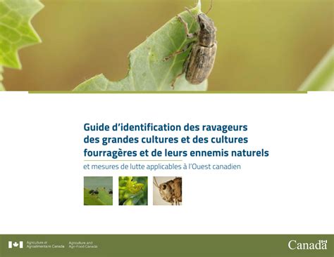 Ravageurs et ennemis naturels en cultures de blé et de colza