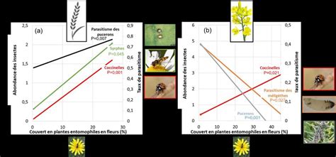 Corrélation entre plantes entomophiles et insectes auxiliaires