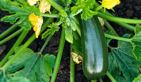 Courgette plantée en pot avec un tuteur