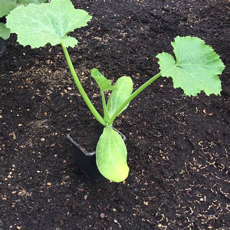 Plant de courgette en godet prêt à être repiqué