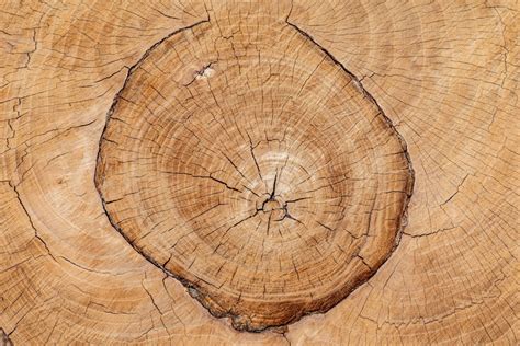Image d'un tronc d'arbre fruitier avec des écoulements de gomme