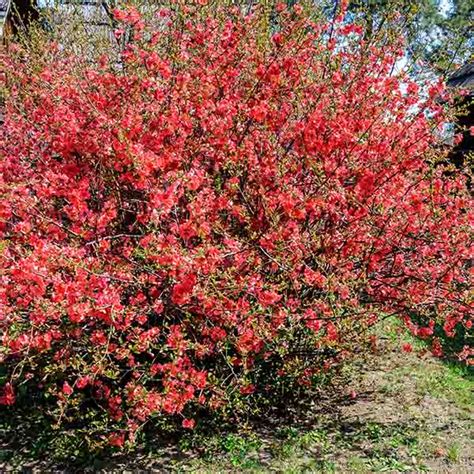 Feuilles ovoïdes et alternes du cognassier du Japon