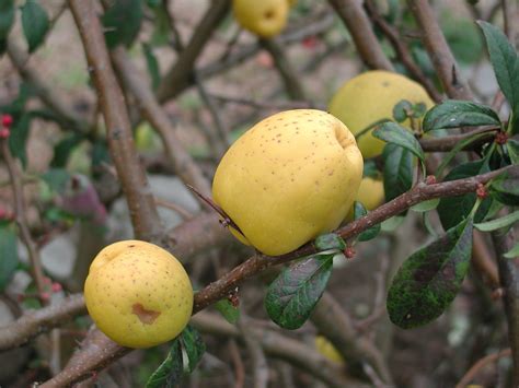 Fruits du cognassier du Japon