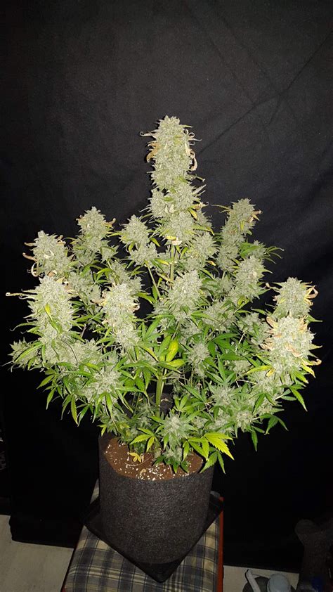 Plante de Blue Amnesia Autoflower en pleine floraison