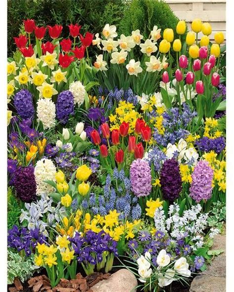 Massif de bulbes à floraison printanière