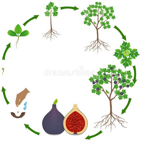 Illustration détaillée du cycle de vie d'un figuier étrangleur, montrant la germination sur un arbre hôte, la croissance des racines aériennes et l'étranglement progressif de l'hôte.