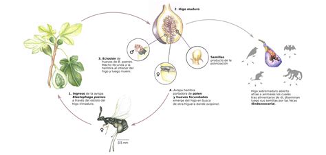 Schéma illustrant le cycle de vie de la guêpe du figuier et son rôle dans la pollinisation du siconium (la 