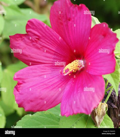 Gros plan sur une fleur d'hibiscus moscheutos de grande taille