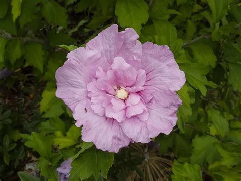 Photo d'un massif d'Hibiscus syriacus aux fleurs doubles de différentes couleurs
