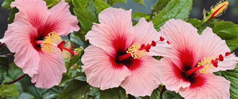Dessin d'une terrasse agrémentée de pots d'hibiscus de différentes variétés