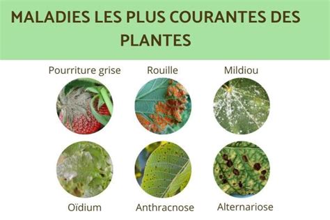 Infographie sur les maladies et parasites courants de l'hibiscus et leurs traitements naturels