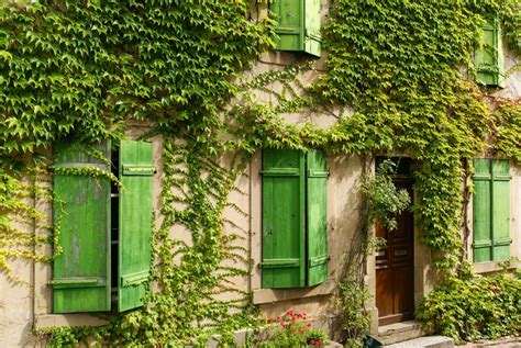 Lierre grimpant sur une façade