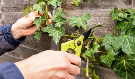 Conseils pour la taille du lierre sur un mur