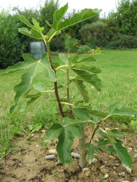 Jeune figuier fraîchement planté avec paillage