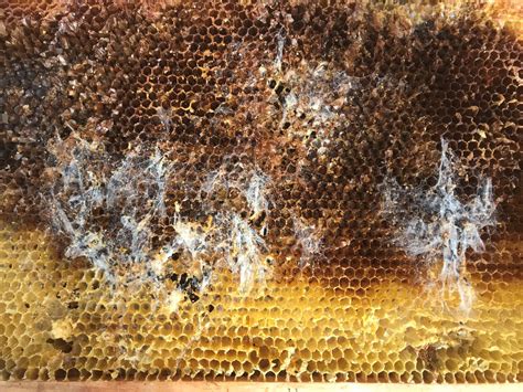 Illustration d'une ruche d'abeilles avec des signes d'infestation par la fausse teigne (galeries et fils de soie)