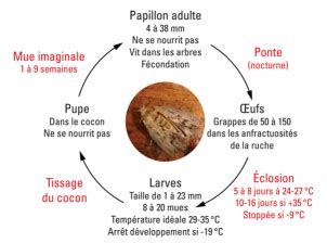 Cycle de vie de la fausse teigne, illustrant les œufs, les larves, les chrysalides et les papillons adultes