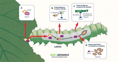 Schéma illustrant le mode d'action du Bacillus thuringiensis sur la larve de la fausse teigne