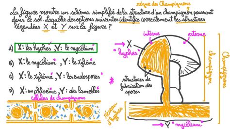 Schéma de la structure d'un champignon oïdium